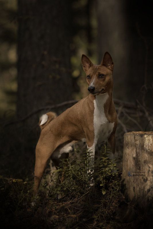 Платонphoto preview