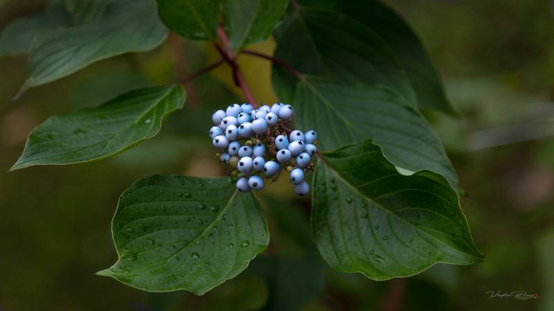 Дёрен.photo preview