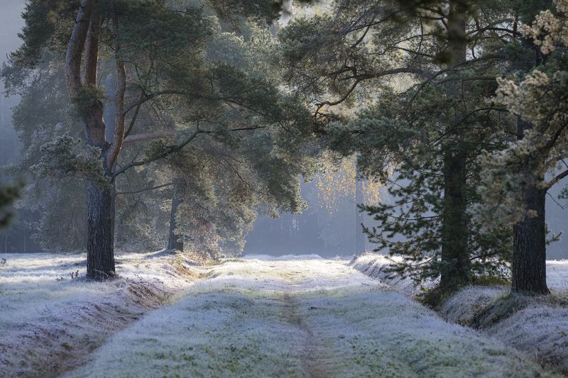 В царстве инеяphoto preview