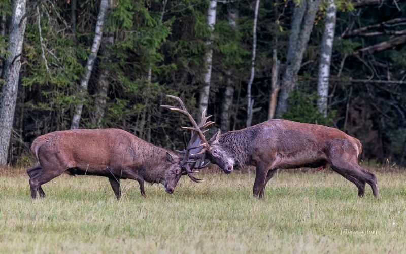 животные Бой оленей.photo preview