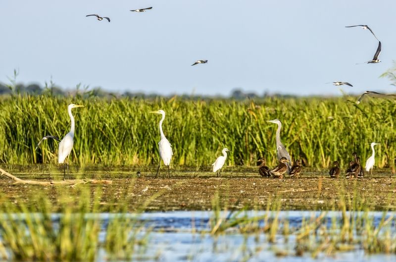 белые цапли,серая цапля,утки,чайки. Содружество.photo preview