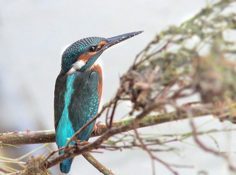 Зимородокphoto preview