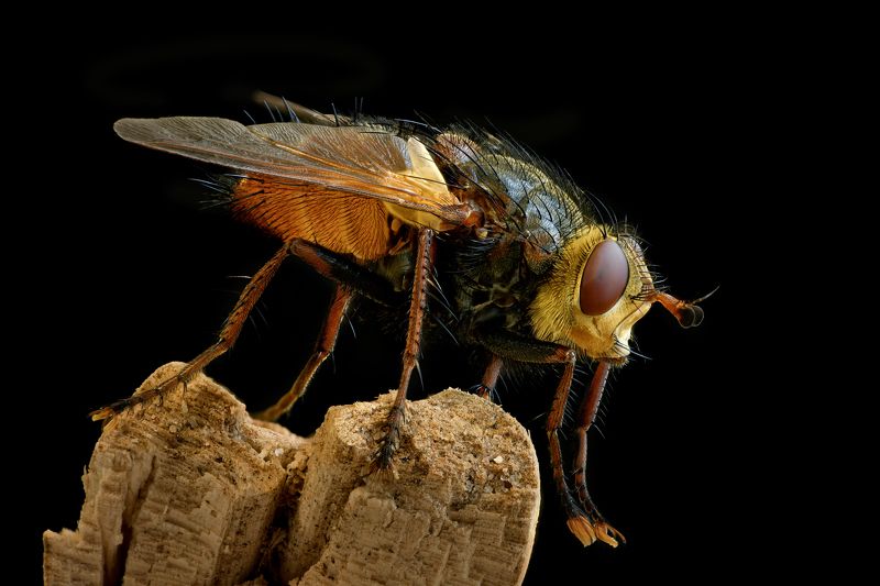 Мухаphoto preview