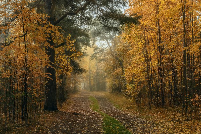 осень, парк, туман, утро, дорога, деревья, кусты, листья, природа Осенний парк утромphoto preview