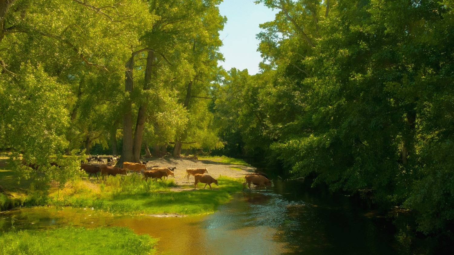 к водопою. Автор: Шустиков Дмитрий , Шустиков Дмитрий