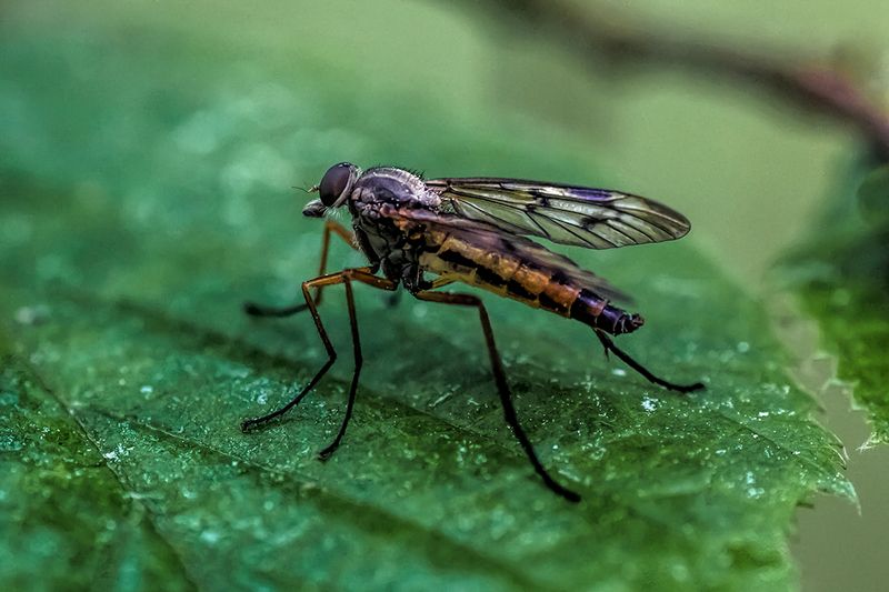 * * * фото превью