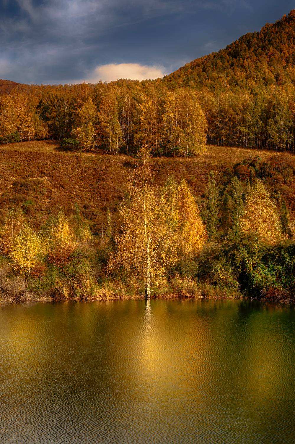 Золото осени. Автор: Элина Магалимова кыргызстан, ак-тюз, Элина Магалимова