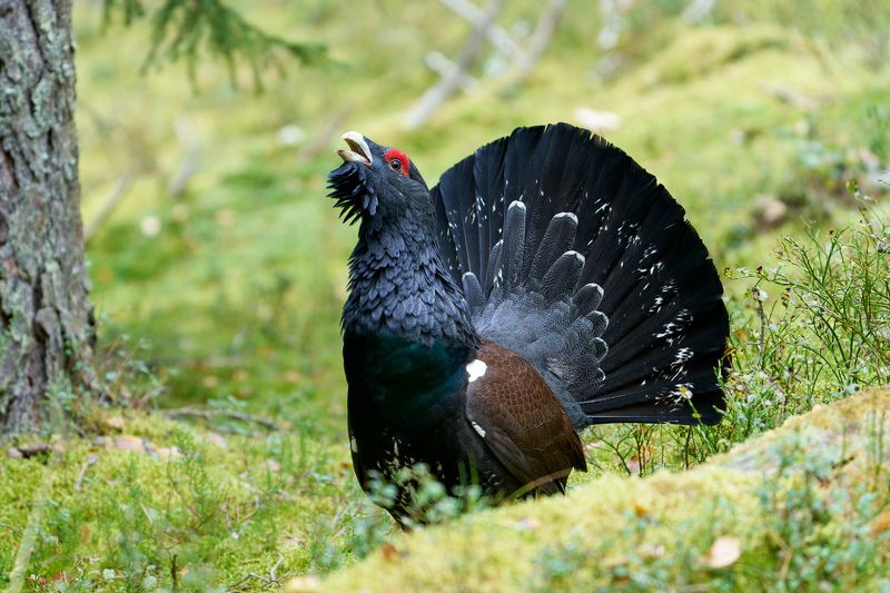 птицы; глухарь; осень; сентябрь На осеннем токуphoto preview