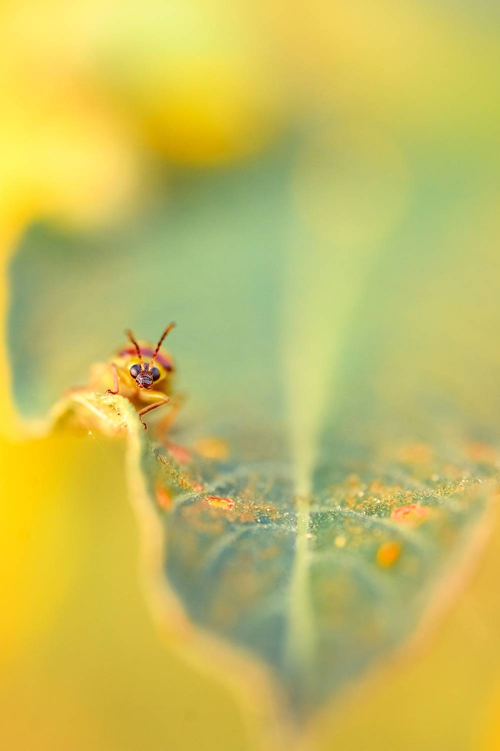 Автор: ro wer , ro wer