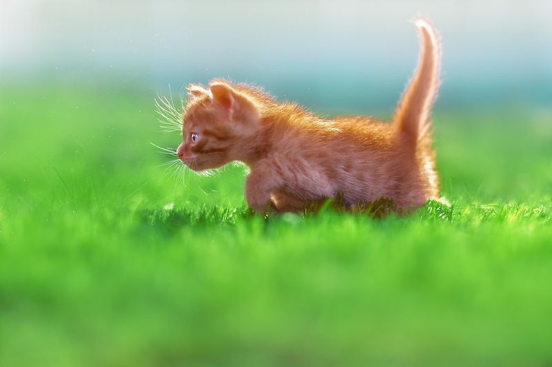 cats pets animals nature sunshine summertime kitty red Охотникphoto preview