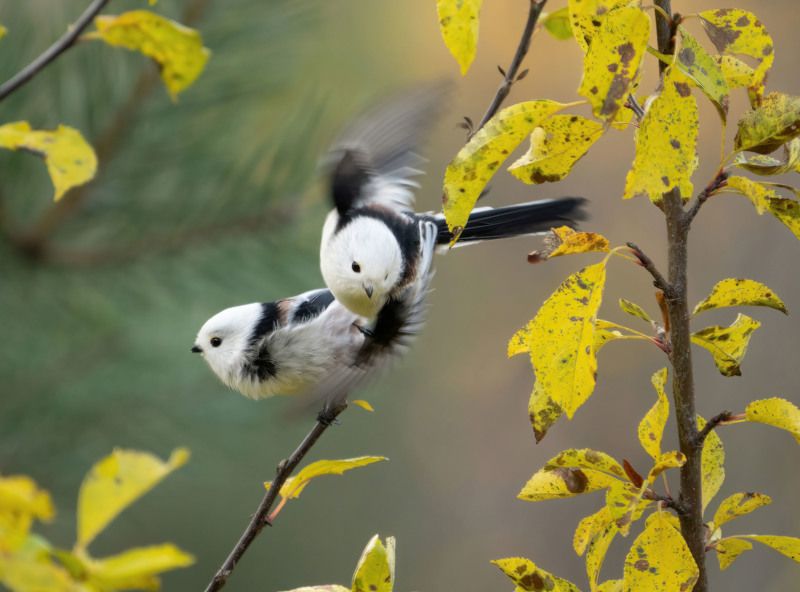 синицы длиннохвостые, ополовники Ополовники фото превью