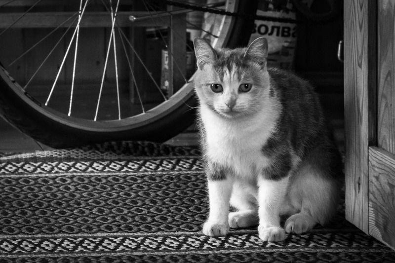 Грустная кошкаphoto preview