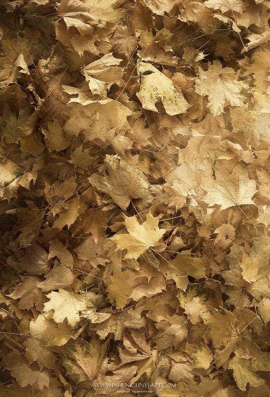 осень, опавшие листья, клён абстракция, минимализм, узоры, октябрь Переплетение осенних узоров фото превью