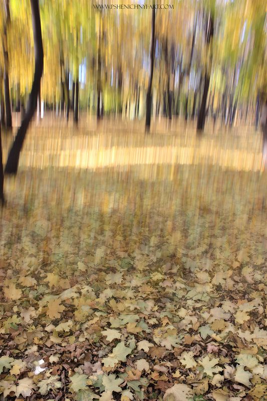 осень, опавшие листья, листопад, абстракция, концепт, свет, палитра, октябрь Осенний листопадphoto preview