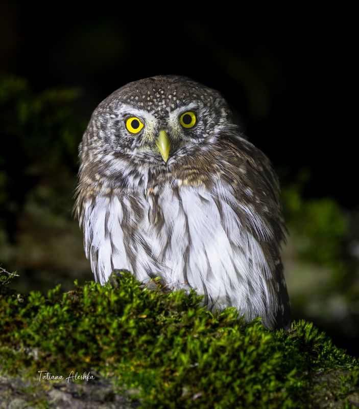 птицы Воробьиный сычик (Glaucidium passerinum)photo preview