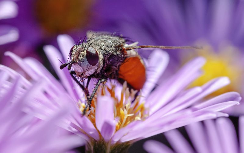 насекомое, макро, цветок ***photo preview