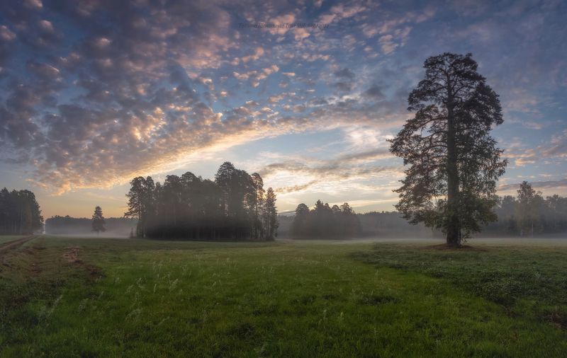 павловский парк, павловск, павловский, пейзаж, landscape, косуля, nature, санкт-петербург, питер, царское село, animal Павловский парк и его обитателиphoto preview