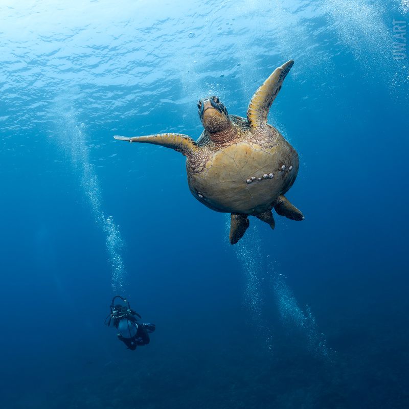 Плыву через векаphoto preview