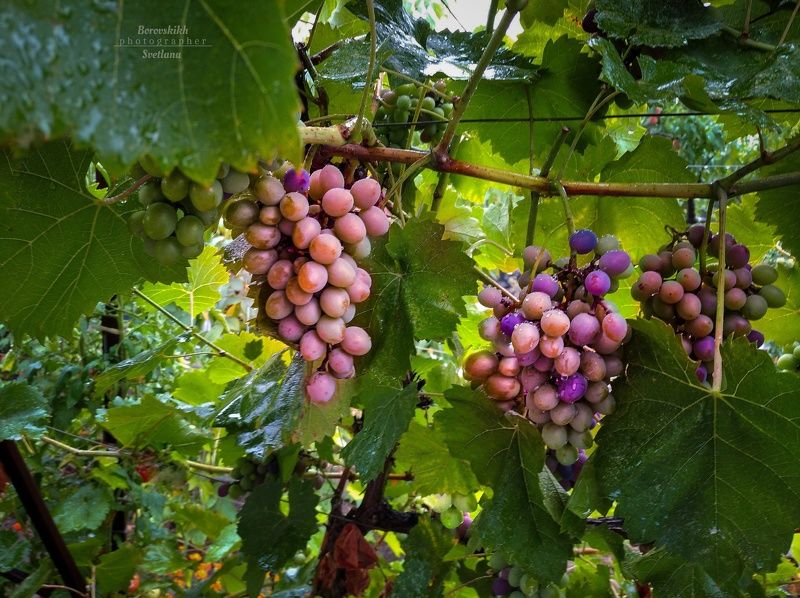 природа, nature, виноград, ягода, адыгея Виноградphoto preview