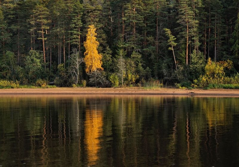 Время жёлтых берёз.photo preview