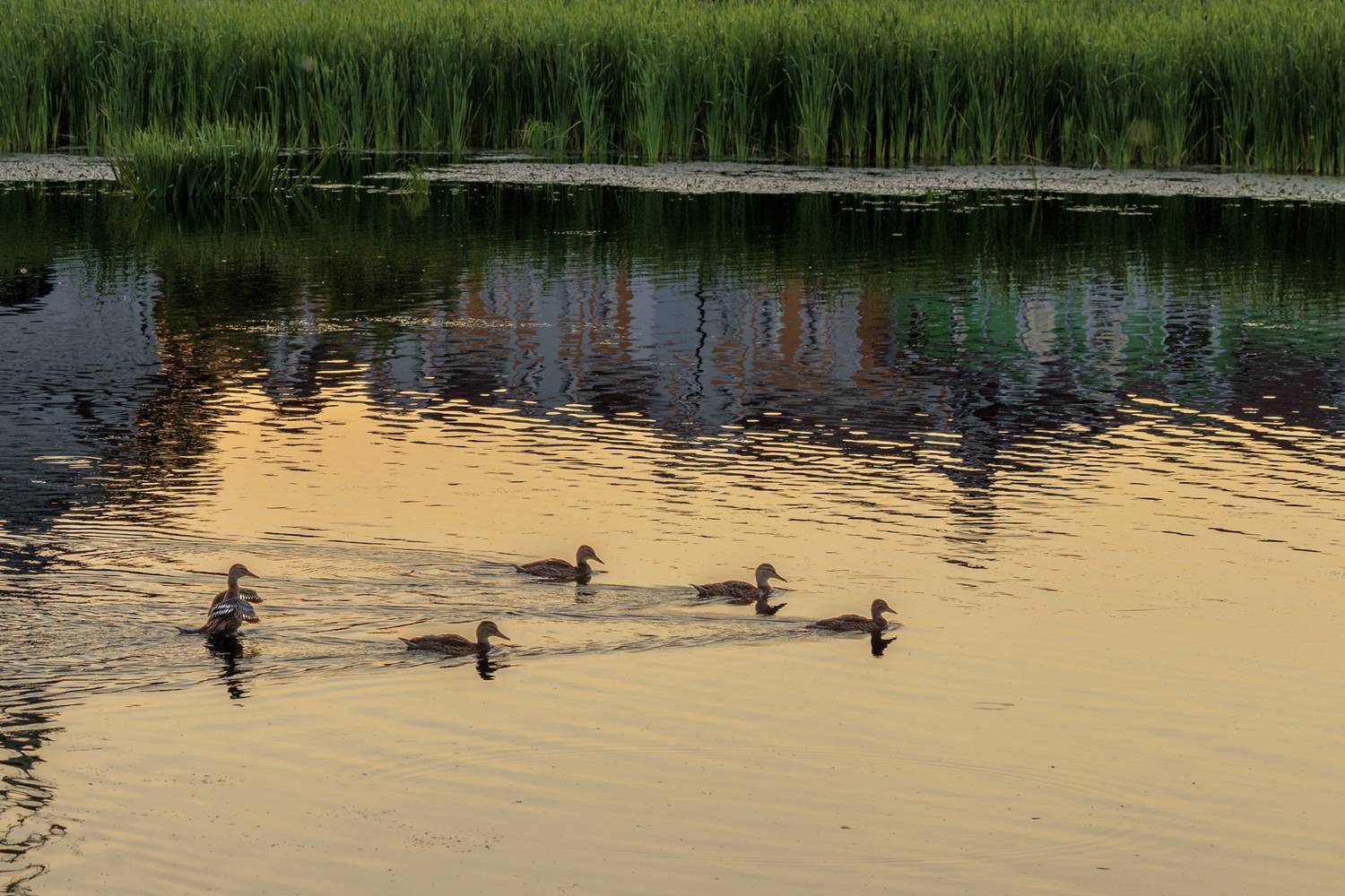 Уточки в монастырском пруду расправляют крылья. Автор: Шурчков Юрий , Шурчков Юрий