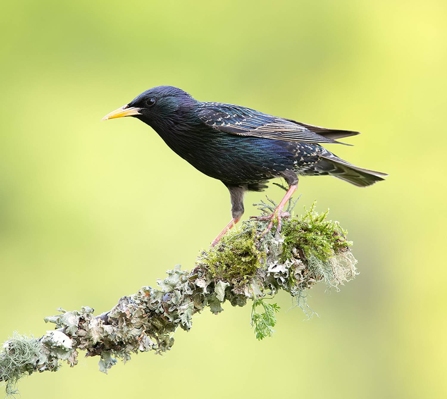 European Starling - Обыкновенный скворец. Автор: Etkind Elizabeth european starling, обыкновенный скворец, скворец, Etkind Elizabeth