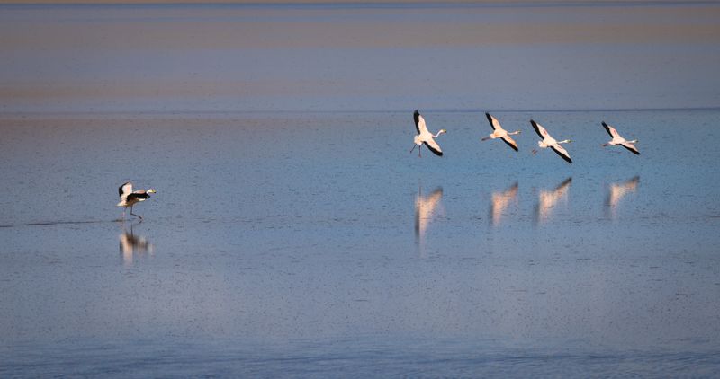 фламинго ***photo preview