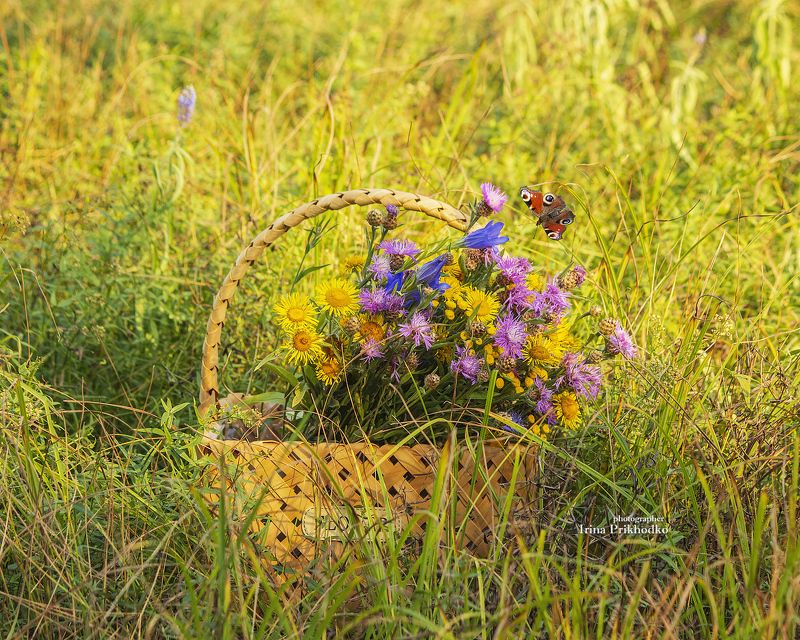 натюрморт, пленэр, букеты, цветы, полевые До свидания, лето!photo preview