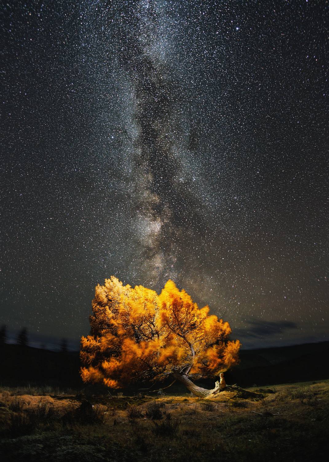 Лиственница. Автор: Загруев Михаил , Загруев Михаил