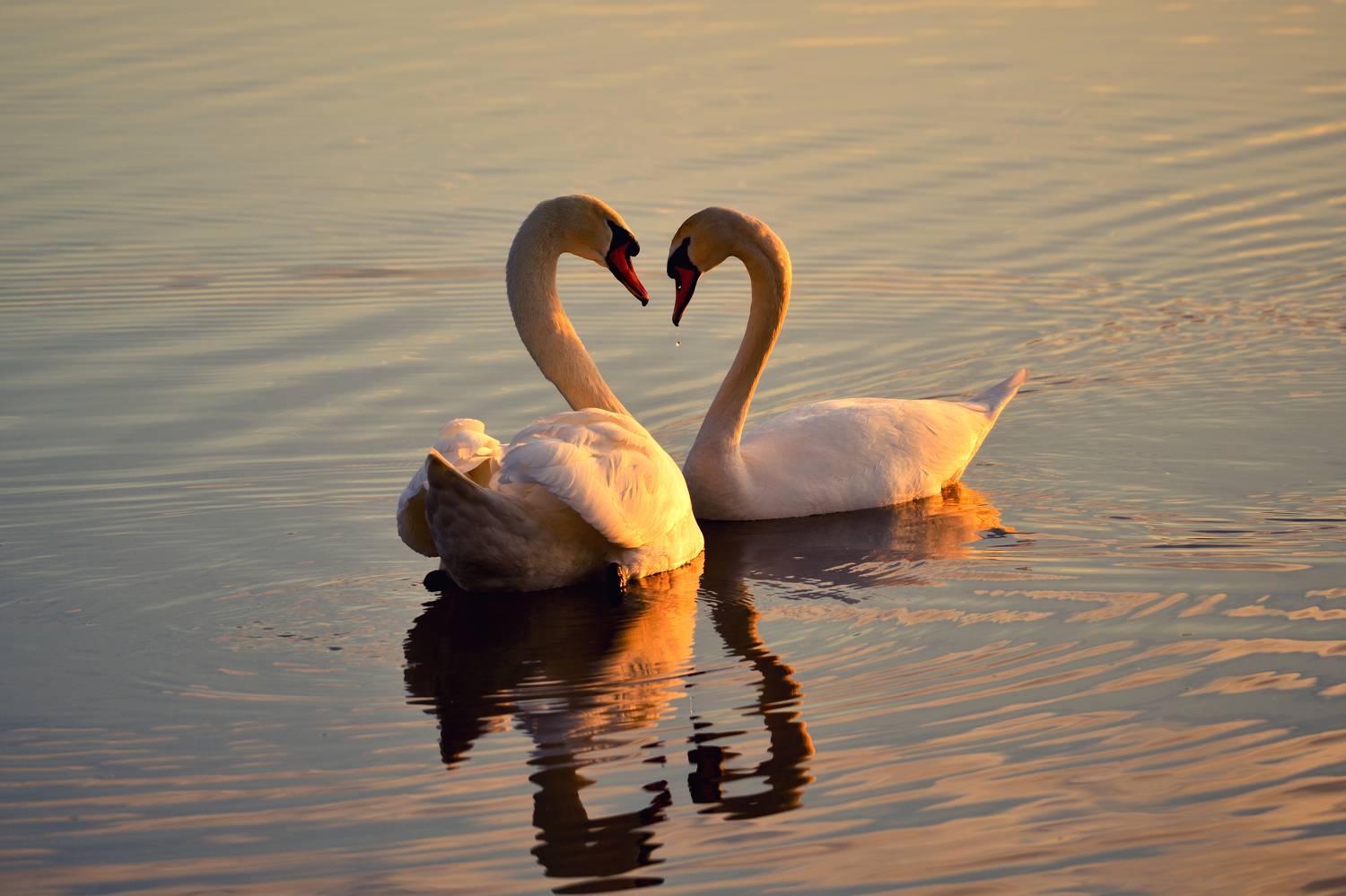 Love is.... Автор: Dzmitry Hurynovich , Dzmitry Hurynovich