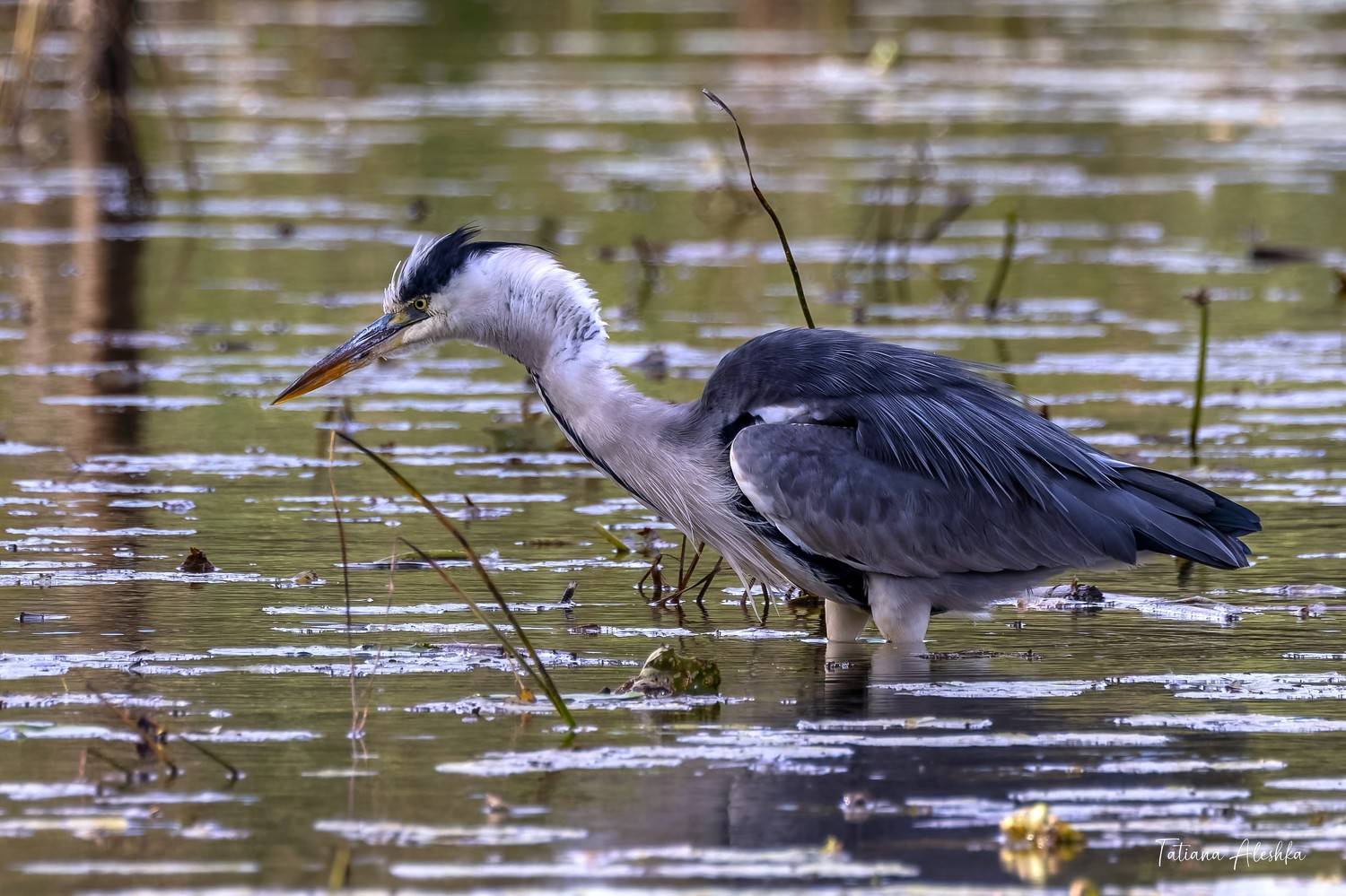 В ожидании добычи.. Автор: Татьяна Алешка птицы, Татьяна Алешка