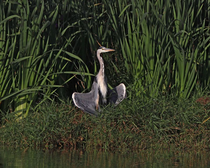 серая цапля, цапля, ardea cinerea, grey heron, heron Дзенphoto preview