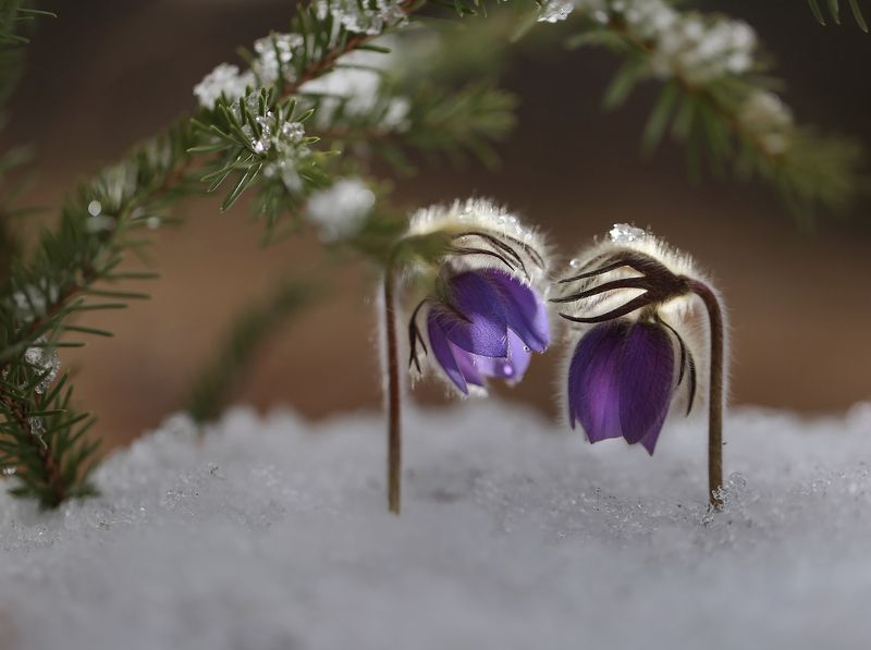 нерюнгри, сон-трава, якутия, растенияякутии, женялевина, евгениялевина, растениялевиной, прострел Нежность фото превью