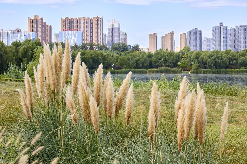 Сианьphoto preview