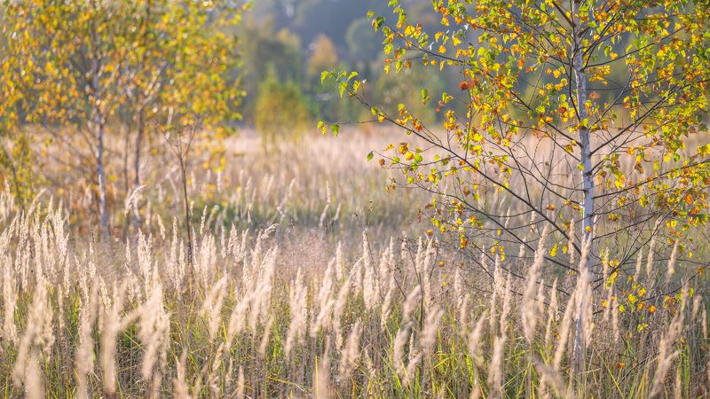 autumn, field, sunlight, leaf, foliage, birch, sunset, grass, meadow ***photo preview