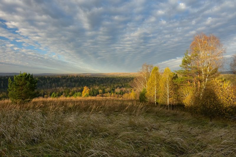 россия, кузбасс, осень, октябрь, пейзажи, утро, деревья, луг, лес Утро октябряphoto preview