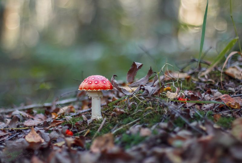 гриб, мухомор, лес, природа Мухоморчикphoto preview