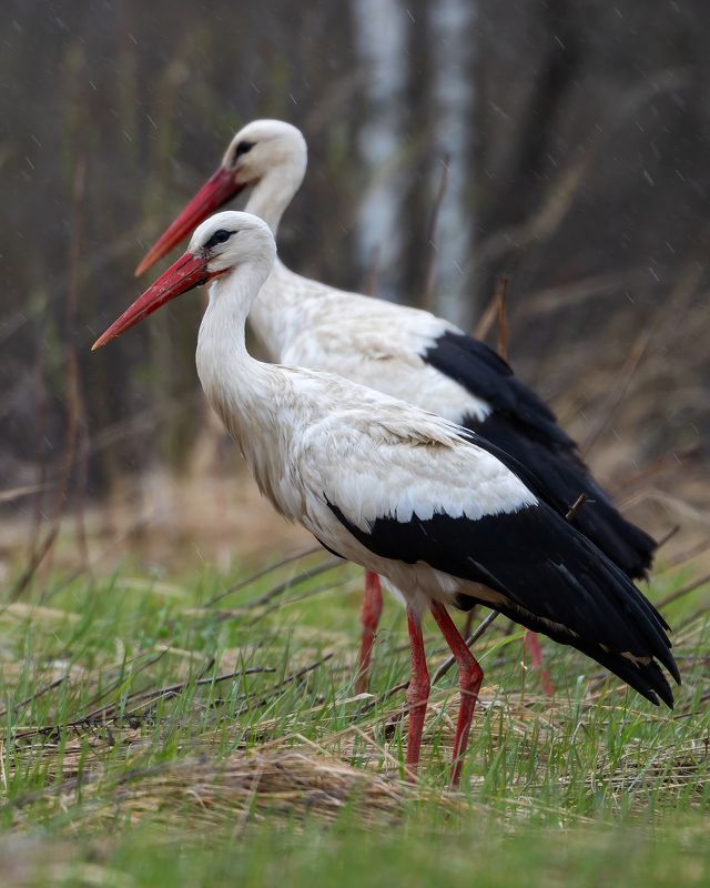 белый аист, ciconia ciconia птицы, фото птиц, птицы Белый аист. (Ciconia ciconia)photo preview