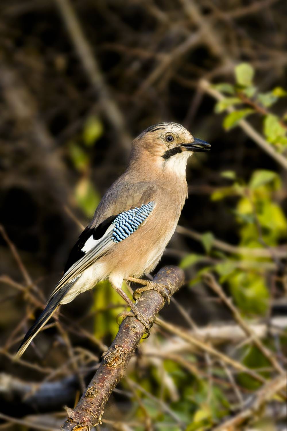 Сойка. Автор: Валерий Черняк природа, Валерий Черняк