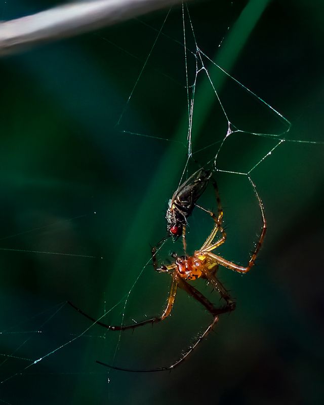 Охотник и его жертва фото превью