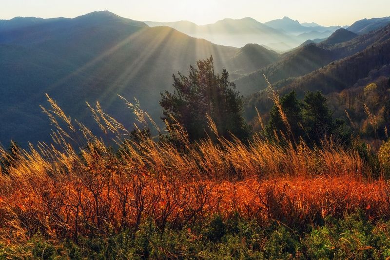 семиглавая рассвет туапсинский район В рассветных лучахphoto preview