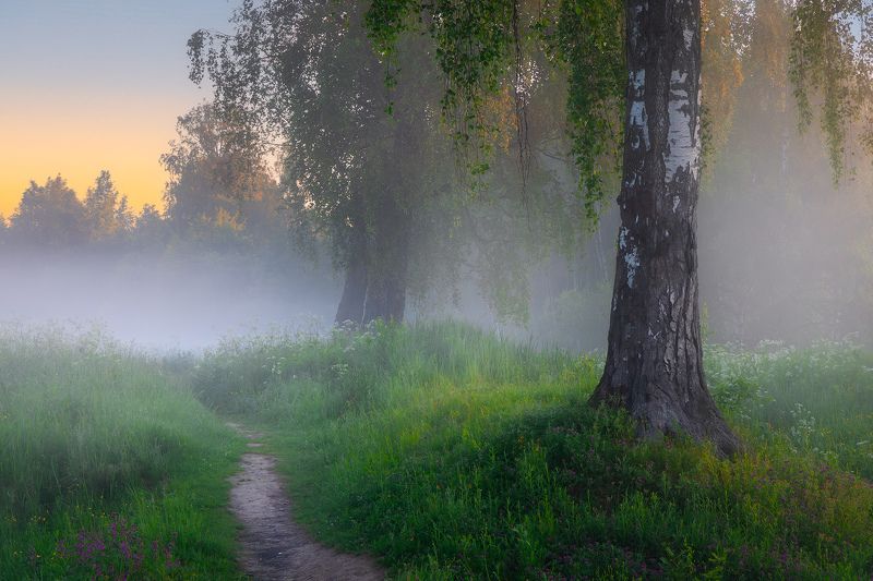 сергиев-посад, весна, золотое кольцо, россия, чаща, лес,березы Утро в Подмосковьеphoto preview