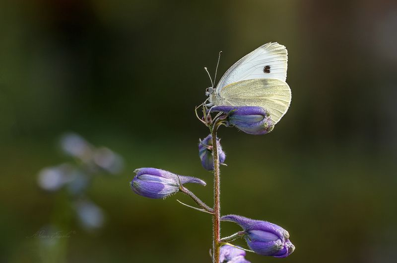 бабочка, белянка, капустница Сентябрьские посиделкиphoto preview