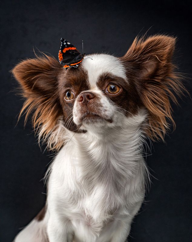 чихуахуа, собака, собака и бабочка, собака с бабочкой, бабочка адмирал Лу - Лу и Адмиралphoto preview