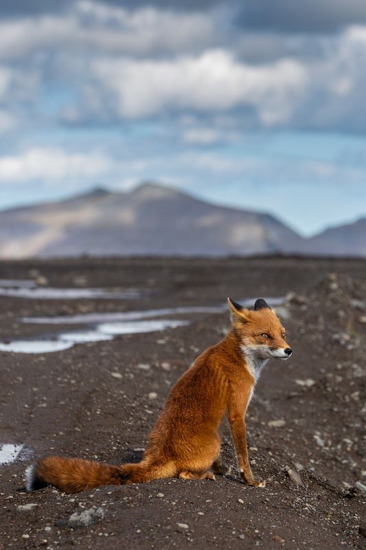 fox, animal, лиса Наблюдатель фото превью