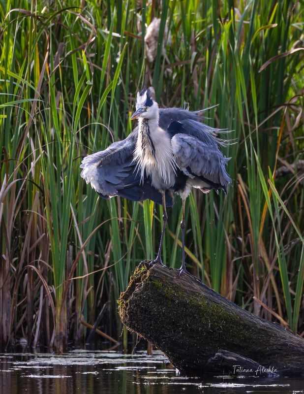 птицы При параде.photo preview