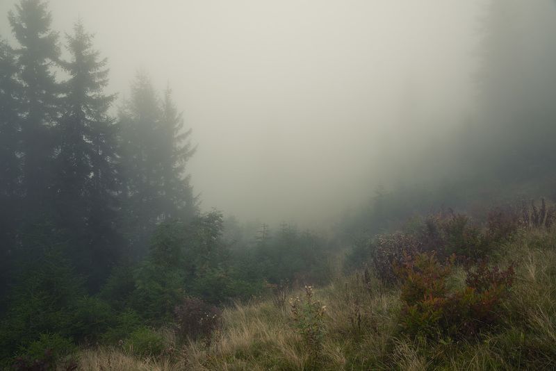 Туманнный лесphoto preview