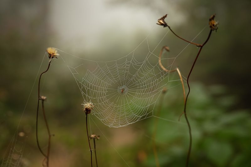 Паутинкиphoto preview