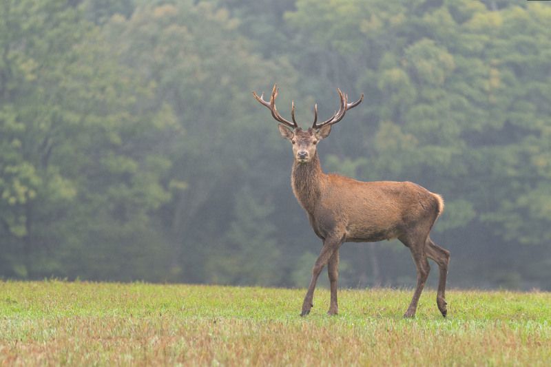 red deer, deer, rut, animal, nature Deer rut 2024photo preview