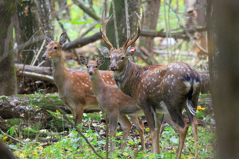 Пятнистыеphoto preview